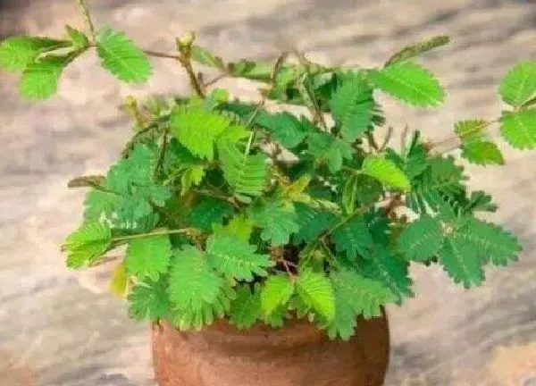 植物浇水|含羞草多长时间浇一次水 春夏秋冬浇水频率