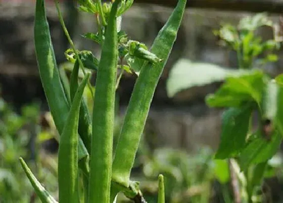 植物种类|黄葵和秋葵是同一种植物吗