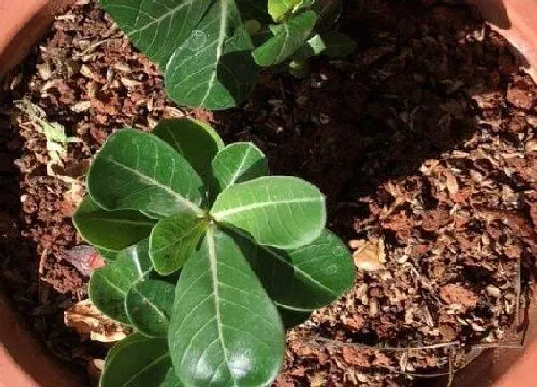 植物换土|沙漠玫瑰用什么土最好 沙漠玫瑰适合用什么土壤栽培最好