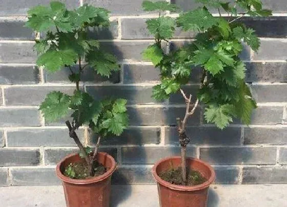 种植管理|葡萄几年结果实