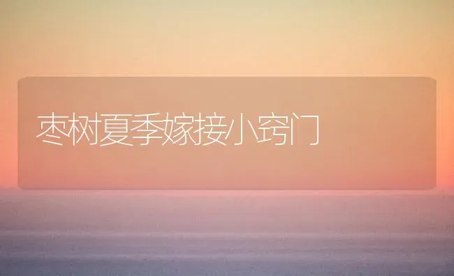 枣树夏季嫁接小窍门 | 瓜果种植