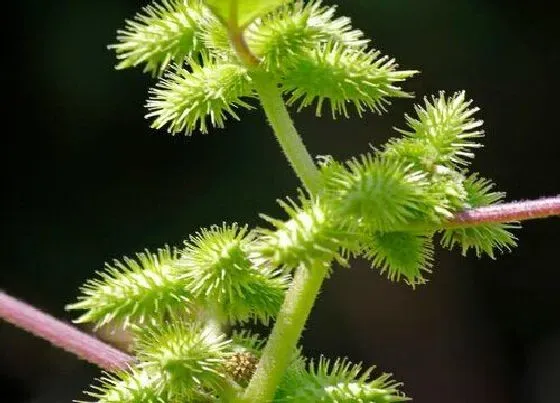 植物百科|苍耳子是什么植物 属于什么科植物