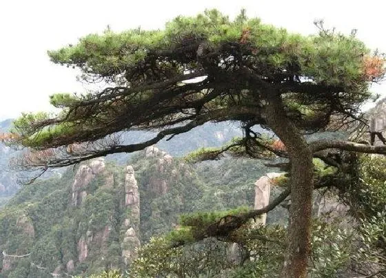 植物寓意|青松的品质和精神