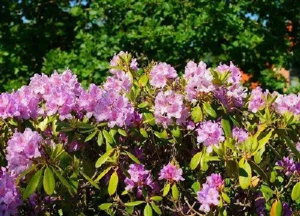 植物浇水|杜鹃花什么时间浇水好 间隔几天浇一次水好