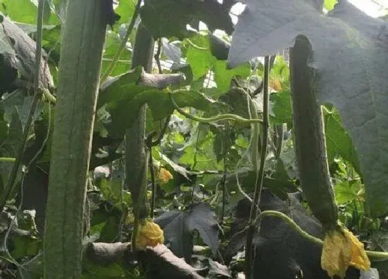 种植管理|露天丝瓜几月份种植最好 种植时间和方法