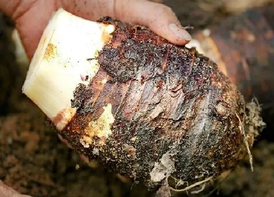 种植百科|芋头一年可以种几次 什么时间种什么时间收