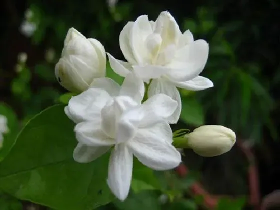 不开花|茉莉花为什么不开花 不开花原因及解决方法