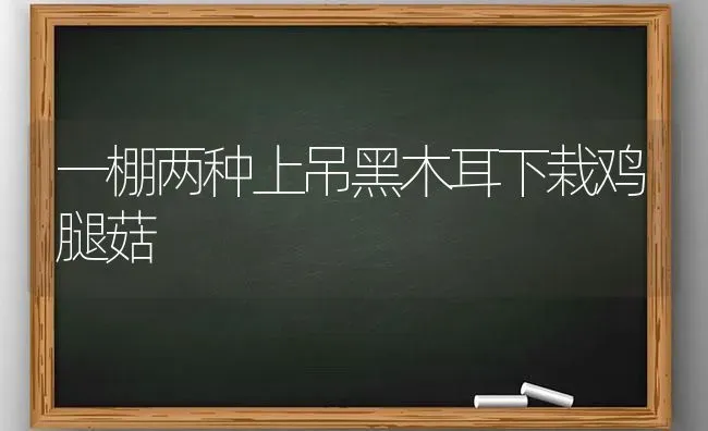 一棚两种上吊黑木耳下栽鸡腿菇 | 食用菌种植