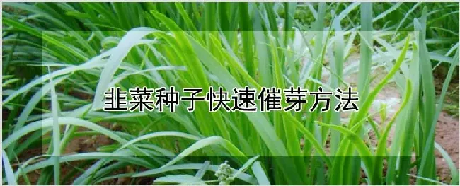 韭菜种子快速催芽方法 | 农业科普