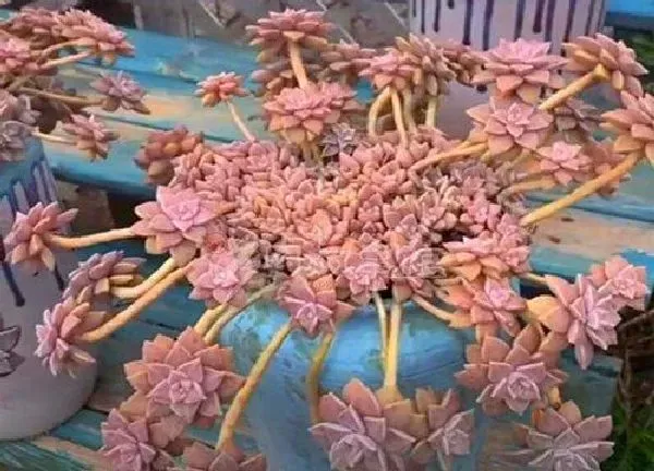 植物移栽|胧月老桩上盆时间与养护方法