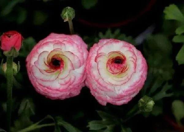 养殖方法|芹叶牡丹的养殖方法和注意事项（芹菜牡丹花怎么养）