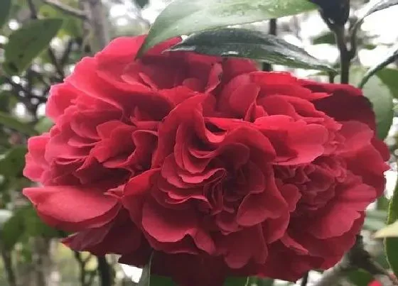 植物百科|茶花冬天开花吗