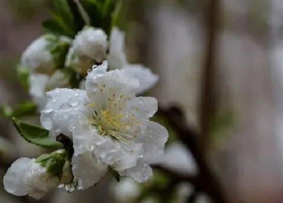 花之最|观赏桃花十大品种（好看的景观桃花品种大全及图片）