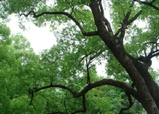 植物种类|香樟树是裸子植物吗