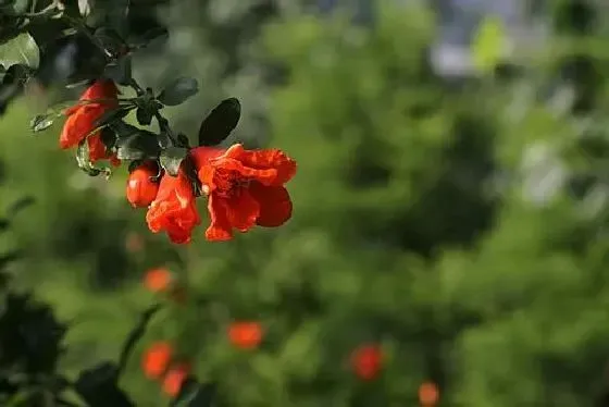 开花时间|石榴花是什么季节开花 开花月份