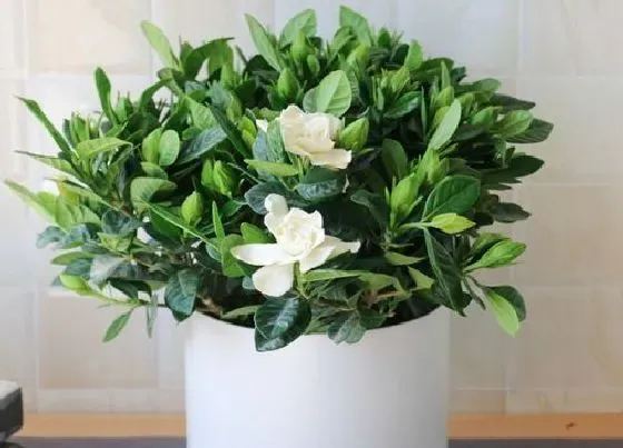 植物施肥|栀子花施什么肥最好