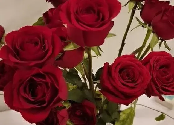 花语|22朵玫瑰花代表什么意思（22支红、白玫瑰花语与含义）