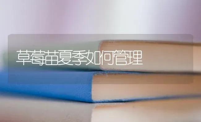 草莓苗夏季如何管理 | 瓜果种植