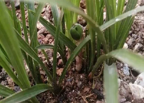 植物移栽|舂兰上盆时间与养护方法