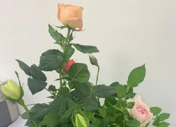 植物浇水|月季花浇什么肥最好