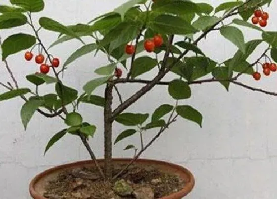 种植管理|樱桃树苗几月份种植合适