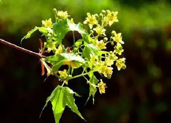 植物百科|五角枫开花吗 开花什么样子