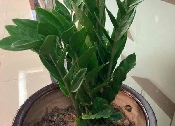 植物浇水|金钱树水浇多了怎么办