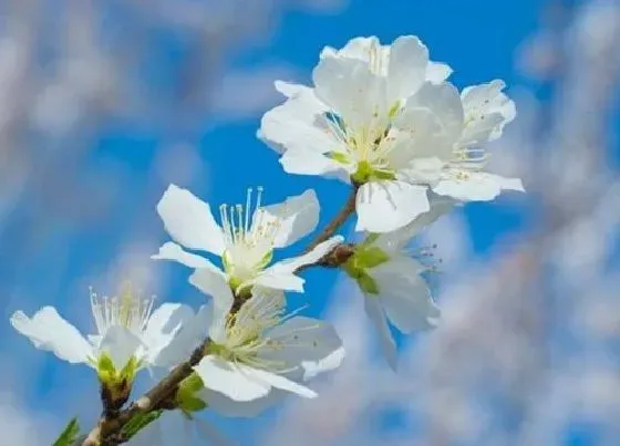花之最|观赏桃花十大品种（好看的景观桃花品种大全及图片）