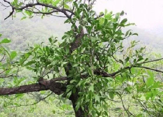 植物百科|桑寄生是什么植物类别