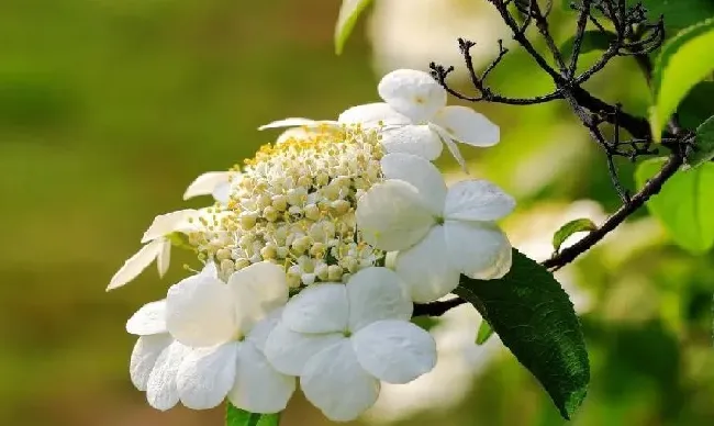 植物百科|琼花是什么花科的变种（扬州琼花象征着什么含义）