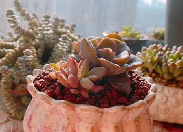 植物移栽|胧月老桩上盆时间与养护方法