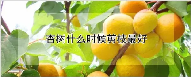 杏树什么时候剪枝最好 | 养殖技术