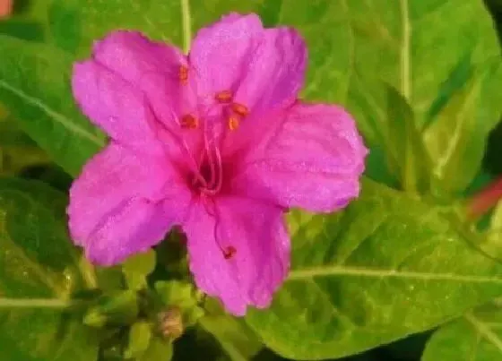 开花时间|紫茉莉什么时候开花 在一天之内