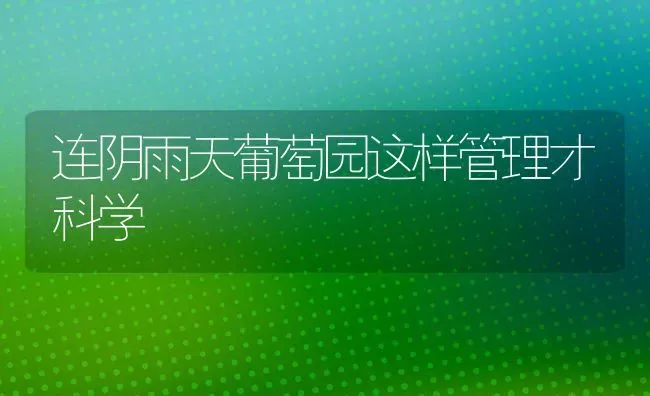 连阴雨天葡萄园这样管理才科学 | 瓜果种植