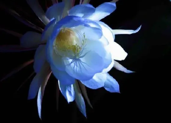 植物毒性|芸花有毒吗 可以放在室内养吗