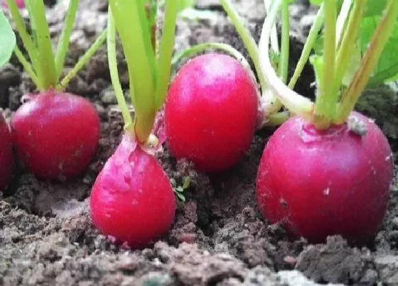 种植方法|樱桃萝卜种植时间和方法