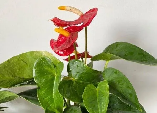 植物浇水|红掌可以用茶水浇吗