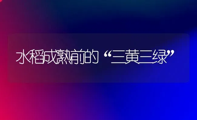 水稻成熟前的“三黄三绿” | 粮油作物种植