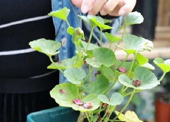 植物修剪|天竺葵夏天可以剪枝吗 什么时候修剪最合适