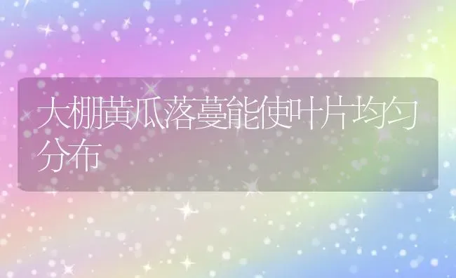 大棚黄瓜落蔓能使叶片均匀分布 | 蔬菜种植
