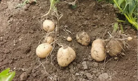 种植管理|土豆的生长周期是多长时间 生长速度快吗