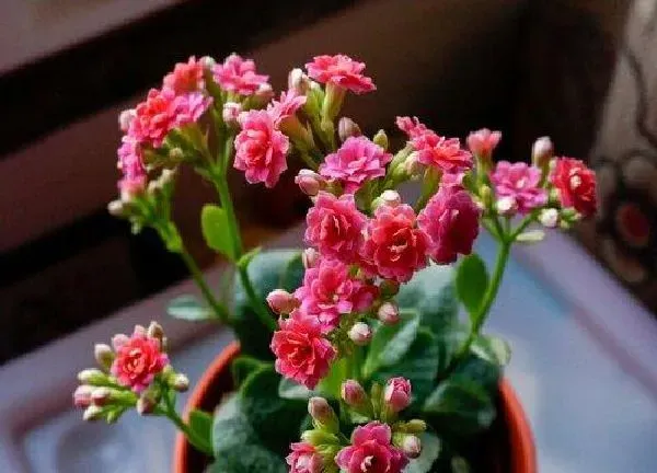 养殖方法|长寿花冬天怎么养护