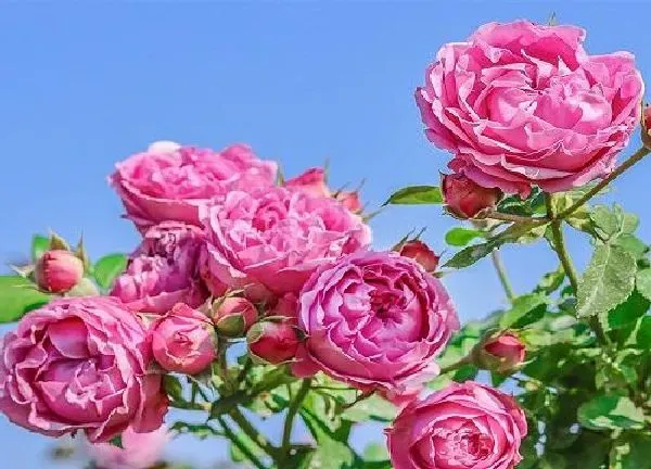 植物浇水|月季花浇什么肥最好
