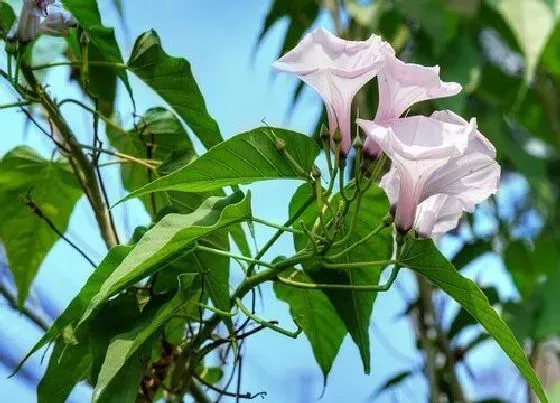 叶子|牵牛花叶子形状