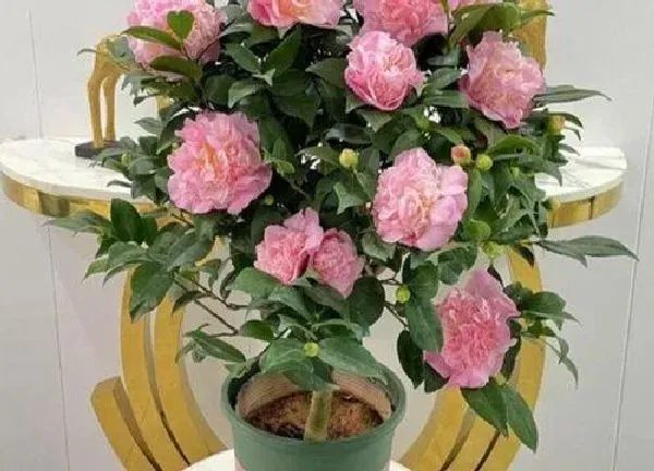 养殖科普|种茶花用什么土最好 盆栽茶花用什么土壤长得好