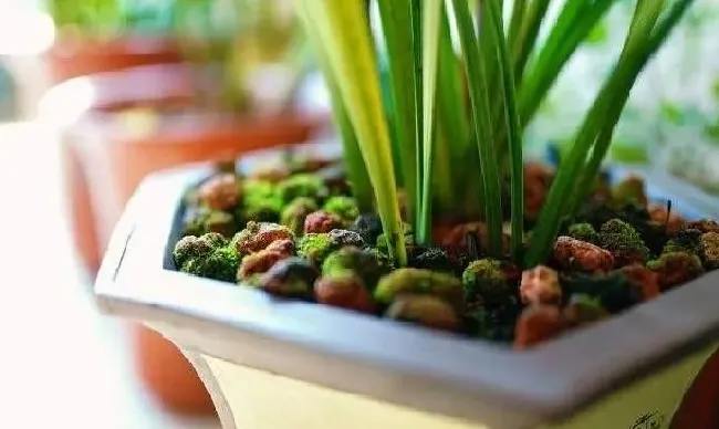 叶子干枯|兰花叶尖出现发干怎么回事焦枯（叶夹过早干枯什么原因）