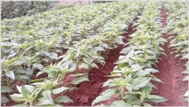 芝麻的苗期管理技术 | 耕种资料