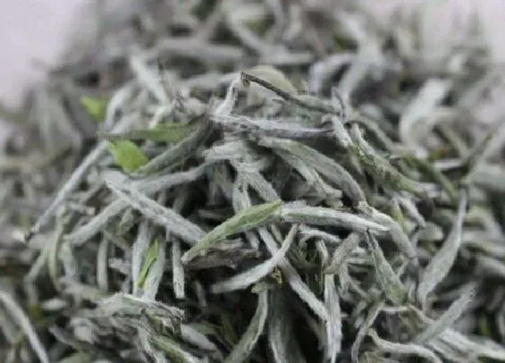 果实成熟|白毫银针采摘时间和收获季节