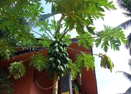 植物产地|菲律宾产什么水果