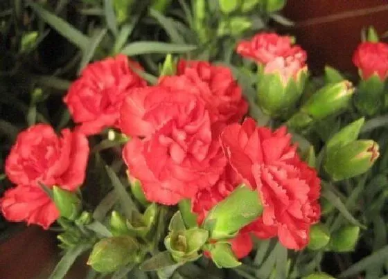 植物种类|康乃馨是草本还是木本